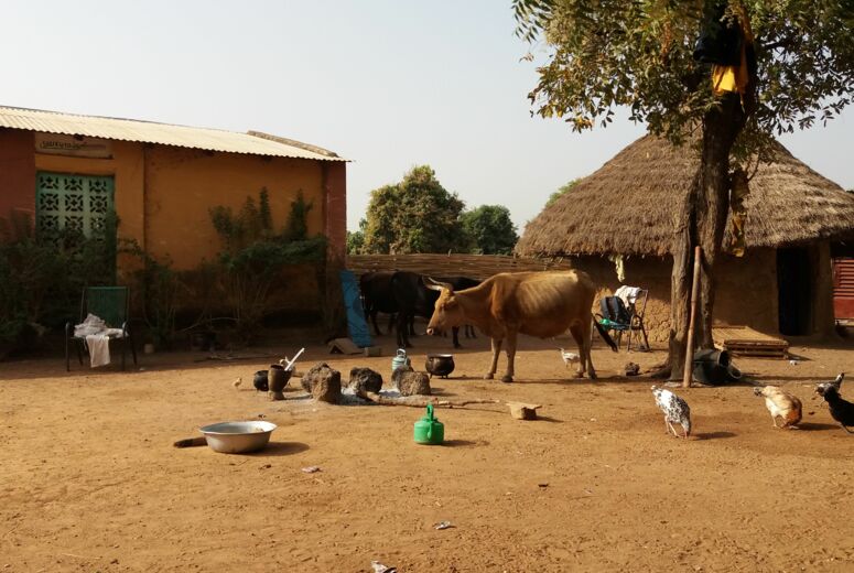 Foto von Häusern mit Strohdach. Kühe, Hühner und Kochstelle: Ein enges Nebeneinander im Dorf Soukoutadala, Mali