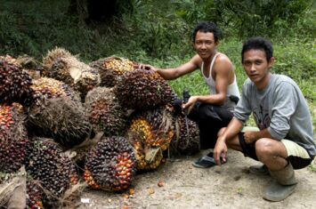 Erntearbeiter bearbeiten Biomasse in Indonesien