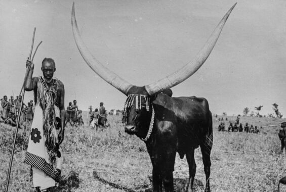 Rinderzüchter in Ruanda